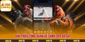 Giới thiệu tổng quan về sảnh CQ9 đá gà